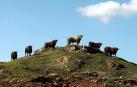 Los  toros que no vendrán este año