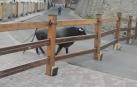El toro que no quiso correr protagoniza el primer encierro en el recuerdo de TVE