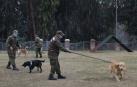 Entrenan a perros en Chile para detectar a contagiados por el coronavirus