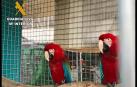 23 detenidos por tráfico de especies protegidas e intervenidas 280 aves