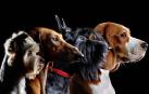 Imagen de varios perros