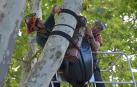 Colocación de ramas huecas para refugio del nóctulo mediano en Pamplona, un murciélago en peligro
