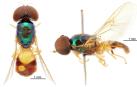 Nombres de superhéroes de Marvel para insectos descubiertos en Australia