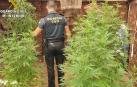 Un agente de la Guardia Civil, en una intervención con una plantación de marihuana.