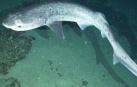 Tiburón de siete branquias (Notorynchus cepedianus).