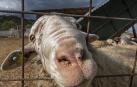 55.000 euros para compensar los problemas de recogida de leche en explotaciones