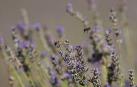 Lavanda