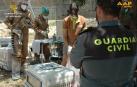 Intervienen doce especímenes de Lémur cola anillada que poseía un vecino de Nerpio
