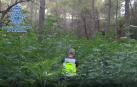 Desmantelada, en menos de un año, la cuarta plantación de marihuana oculta en bosques de Huesca