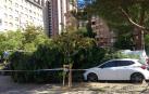 Un pino se cae en el Paseo de Nájera, junto al parque de Yamaguchi