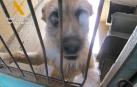 Dos imputados por abandonar a dos perros en Tafalla y Viana