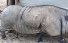 Denunciado en Andosilla por intentar comercializar un cerdo vietnamita