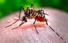 Confirman dos nuevos casos de dengue en Murcia