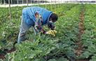 25 casos en un brote en Carcastillo que afecta a trabajadores agrarios