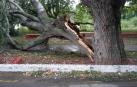 Así quedó el álamo blanco, de unos 150 años y 'Monumento Natural ', de El Ferial de  Lodosa.