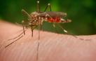 Detectado por primera vez en España un nuevo mosquito invasor de origen asiático
