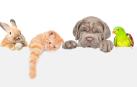 mascotas seguros