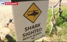 Vídeo: Un hombre en Australia lucha contra un tiburón para salvar a su esposa