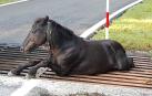Tras el rescate, el animal pudo caminar sin problemas a pesar de las heridas