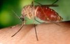 Culex quinquefasciatus.