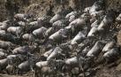 El coronavirus aleja a los turistas de migración de los ñus en Kenia