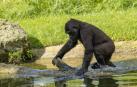 La gorila Virunga de Bioparc de Valencia cumple 4 años