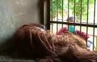 Rescatados de una muerte segura dos orangutanes en Indonesia