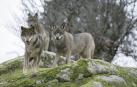 Manada lobos ibéricos
