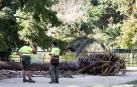 Un muerto y una herida al caerles encima una palmera en Barcelona