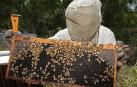 La desaparici&oacute;n de las abejas amenaza el 70% de cultivos