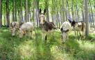 Burros por el Territorio Visón en Falces