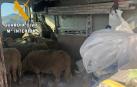 Sancionado por transportar 8 corderos vivos en el interior de una furgoneta