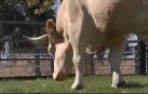 El buey más grande del mundo  vive en una finca de Segovia