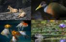 Advierten de que la fauna vertebrada se ha reducido un 68 % en medio siglo