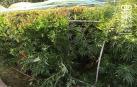 Detenido en Marcilla por un delito de cultivo de marihuana