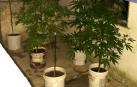Las plantas de marihuana localizadas por la Policía Municipal de Pamplona en Echavacoiz.