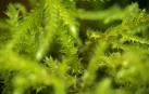 Los científicos demuestran por qué el azul y el verde son los colores más brillantes de la naturaleza