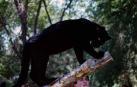 Alertan de la presencia de una pantera negra en un pueblo de Granada