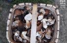 Veinte denuncias por coger hongos en el parque natural de Bertiz