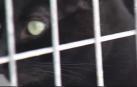 Vídeo: La pantera de Granada podría ser sólo un gato doméstico