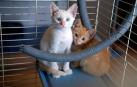 Fotos de algunos de los gatos que actualmente se encuentran en la Fundación Protectora de Animales de Pamplona, principales víctimas de la realidad del abandono y del maltrato, que generalmente se agudiza durante el mes de julio.
