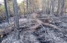 Aspecto del terreno afectado por el incendio de Lónguida.