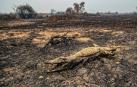 El humo de los incendios en el Pantanal llega a la ciudad de Sao Paulo