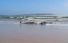 Varias de las ballenas, varadas en un banco de arena en las costas de Macquarie Heads.