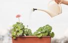 Imagen de una persona regando una planta