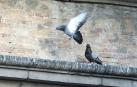 El control de ratas, palomas y estorninos sale a concurso por 157.220 € para 4 años