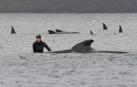 Un tercio de las 270 ballenas varadas han muerto, según los rescatistas