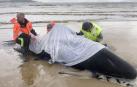 Otras 200 ballenas piloto permanecen varadas en Tasmania