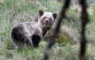 Muere atropellada una osezna entre Villablino y Huergas de Babia (León)