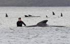Alertan del riesgo de navegación por las 380 ballenas muertas en Australia